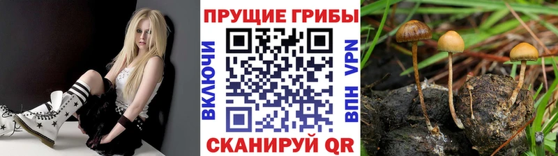 как найти наркотики  Ипатово  Галлюциногенные грибы Psilocybine cubensis 
